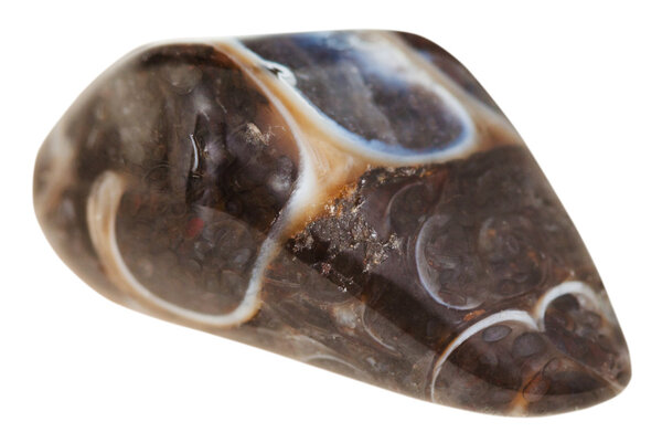 tumbled turitella fossil natural gem stone