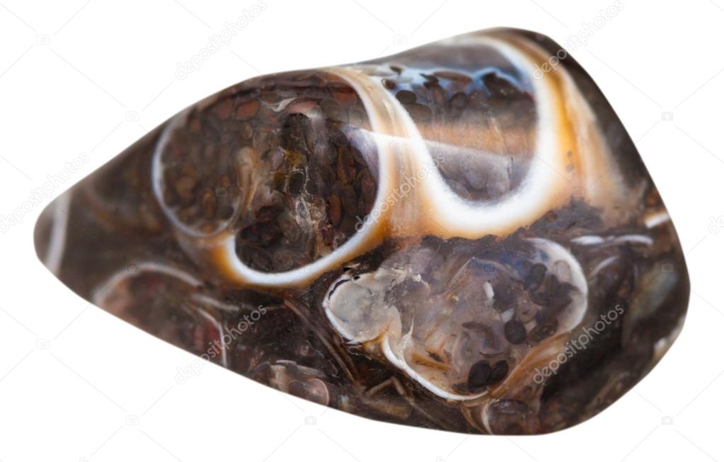 pebble from turitella fossil natural gem stone