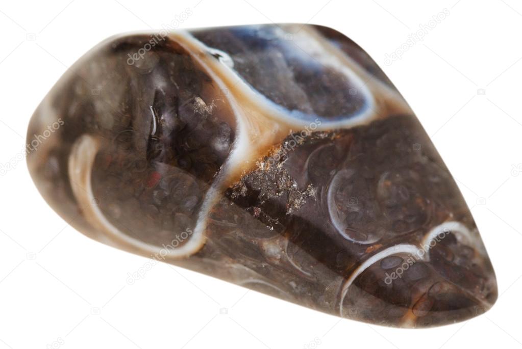 tumbled turitella fossil natural gem stone