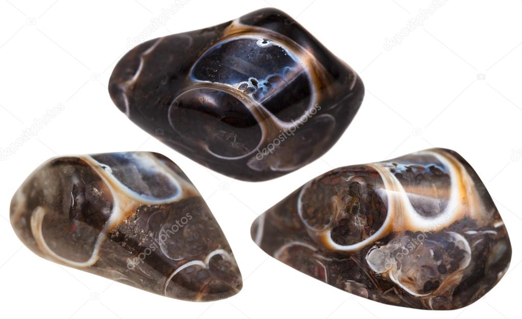 three turitella fossil natural gem stones isolated