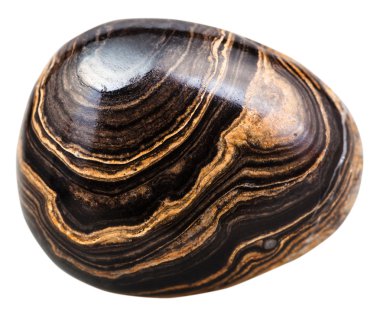 cabochon of Stromatolite gemstone isolated