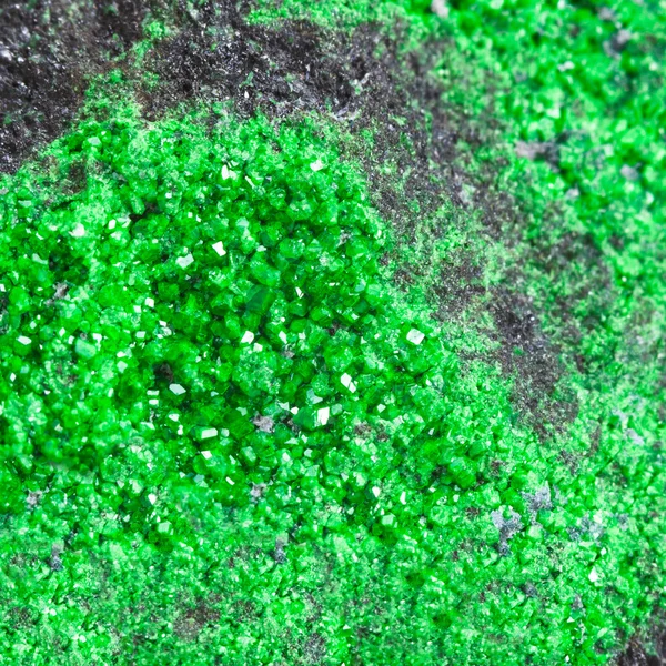 Druse of green uvarovite crystals on rock close up Stock Picture