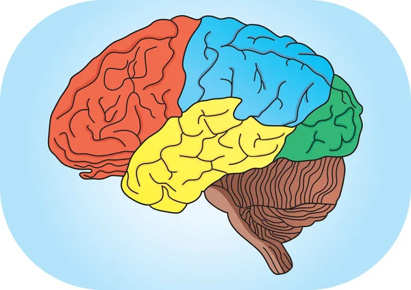 İnsan beyninin vektör illüstrasyonu