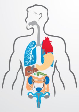 Human organs and human body - Illustration clipart