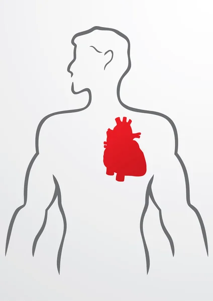 Kalp ve insan vücudu - illüstrasyon