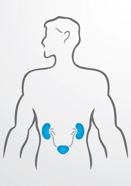 Kidneys and human body - Illustration — Stock Vector