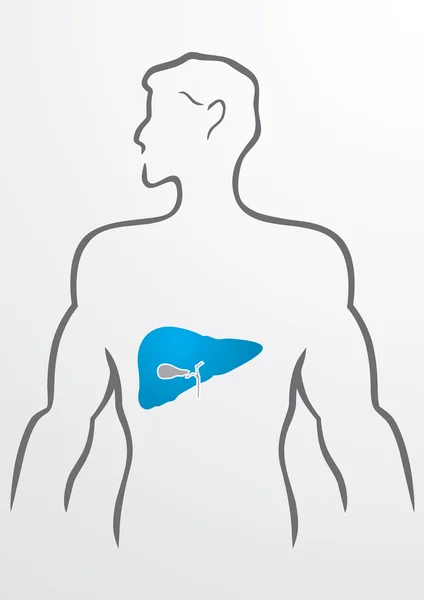 Karaciğer ve insan vücudu - illüstrasyon