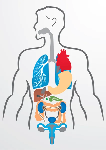 Órgãos humanos e corpo humano - Ilustração — Vetor de Stock