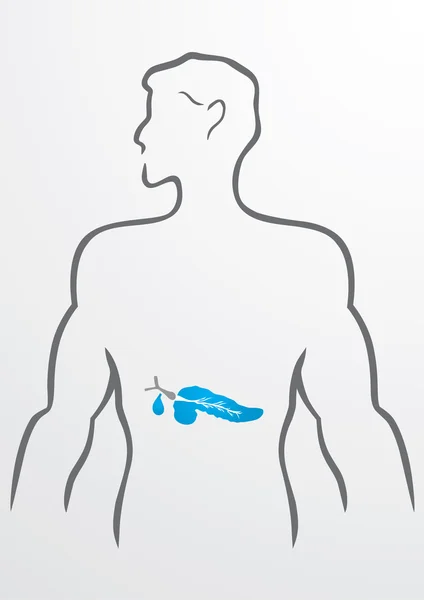 Pankreas ve insan vücudu - illüstrasyon