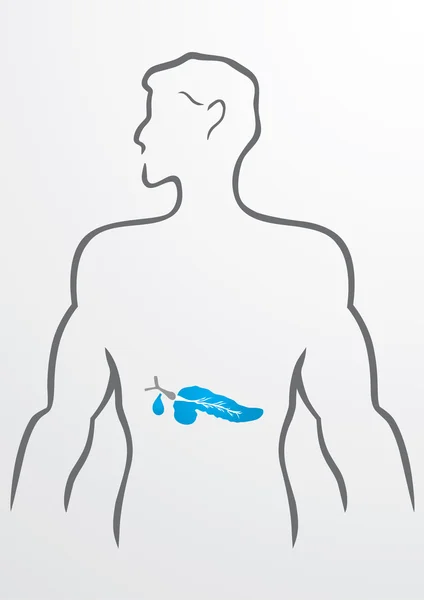 膵臓ととしての身体図 — ストックベクタ