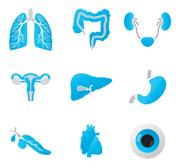 Partes do corpo humano conjunto vetorial detalhado Gráficos De Vetores