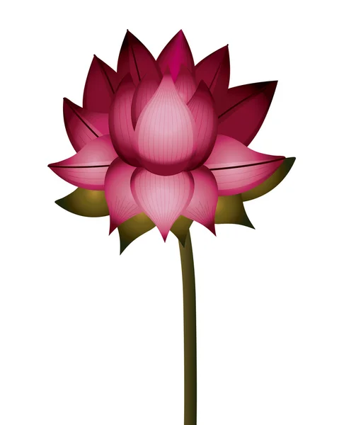 Pink lotus flower with stem isolated icon design — Stock Vector