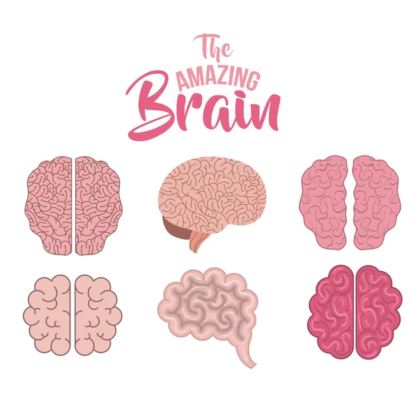 Ορίσετε εγκεφάλους ανθρώπων απομονωμένες εικονίδιο — Διανυσματικό Αρχείο