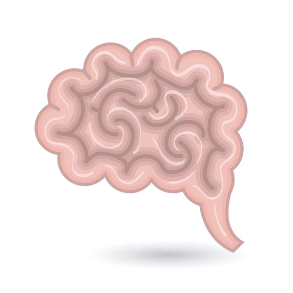 Cerebro órgano humano aislado icono — Vector de stock