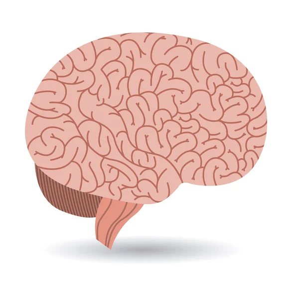 Cerebro órgano humano aislado icono — Vector de stock