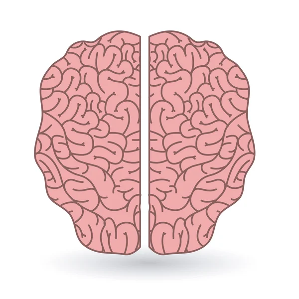 Cerebro órgano humano aislado icono — Archivo Imágenes Vectoriales