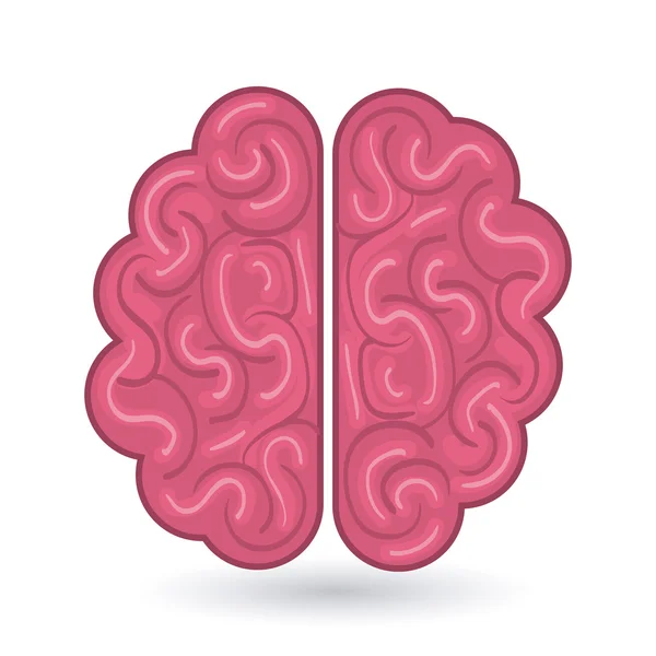 뇌 인간의 장기를 분리 한 아이콘 — 스톡 벡터