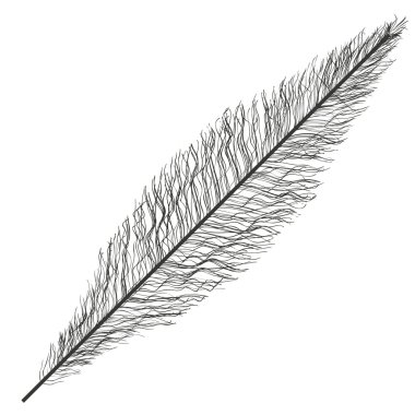 İzole tüy tüy tasarım