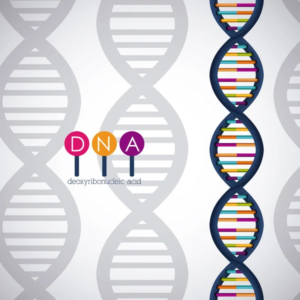 Dna structure chromosome design — Stock Vector