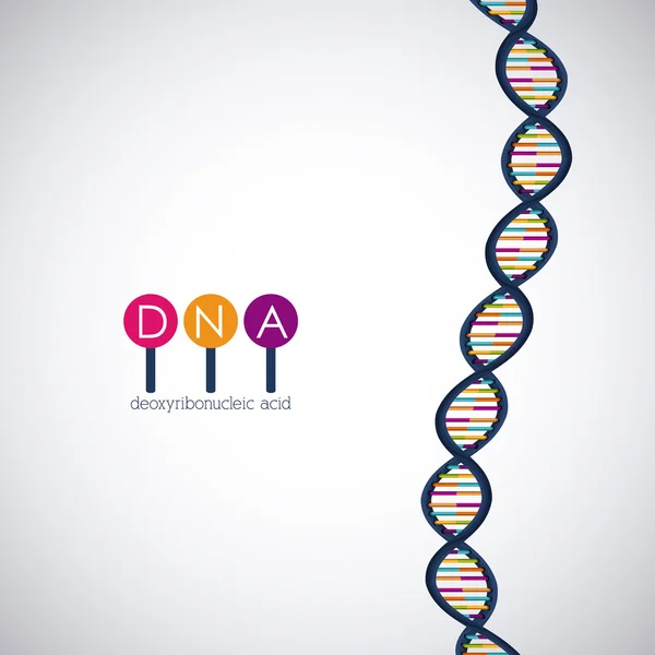 Dna structure chromosome design — Stock Vector