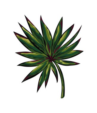 bir sürü yeşil yapraklı bitki