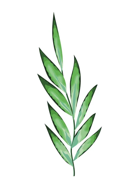 Planta con muchas hojas verdes sobre un fondo blanco — Archivo Imágenes Vectoriales
