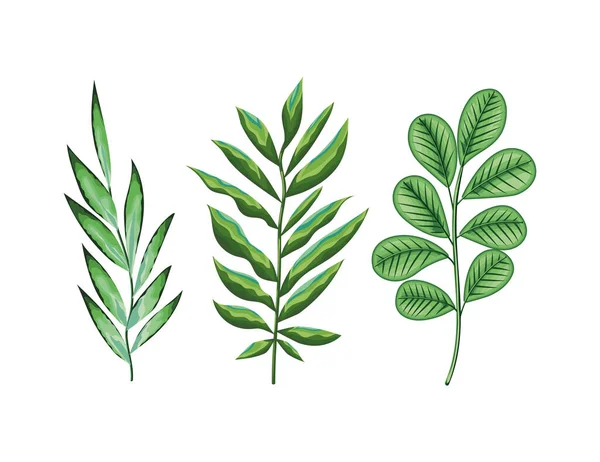 Set di tre foglie verdi — Vettoriale Stock
