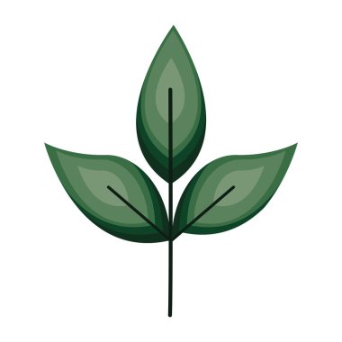 Köklerinde üç yeşil yaprak var.