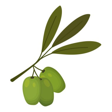 Beyaz arkaplanda zeytin bitkisi