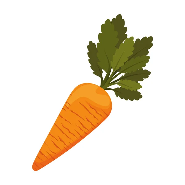 Zanahoria con un color naranja — Vector de stock