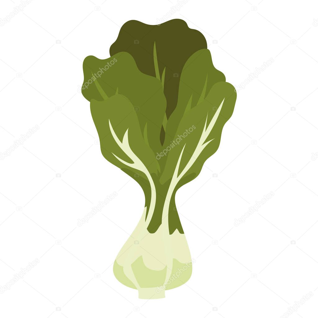 cabbage with a green color