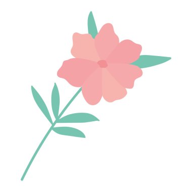 Beyaz arka planda pembe gül