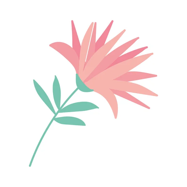 白い背景にピンクの花 — ストックベクタ