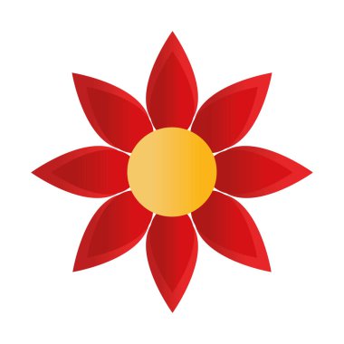 kırmızı renkte ayçiçeği