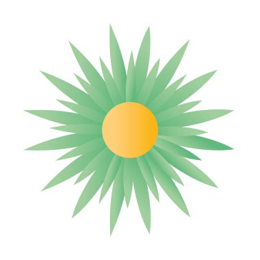 yeşil renkli ayçiçeği