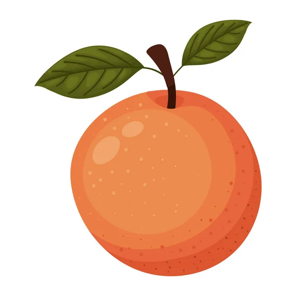 Mandarino con un colore arancione — Vettoriale Stock
