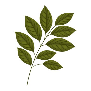 Beyaz arkaplanda yaprakları olan bir dal