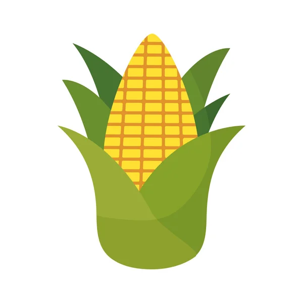 Fresh cob corn isolated icon — Stock Vector