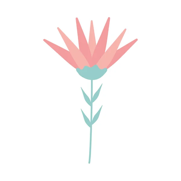하얀 배경 위에 분홍색 꽃이 피어 있는 꽃 — 스톡 벡터