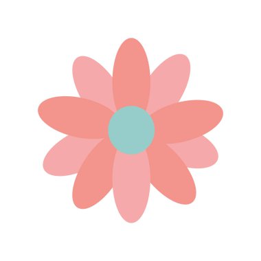 Pembe renkli ayçiçeği