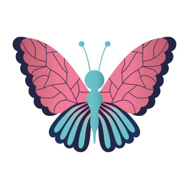 Pembe ve mavi gibi farklı renklere sahip kelebek