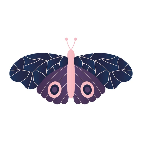 Papillon avec des couleurs différentes comme le violet et rose — Image vectorielle