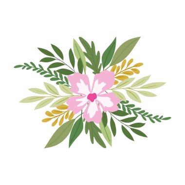 Beyaz arka planda pembe renkli ayçiçeği