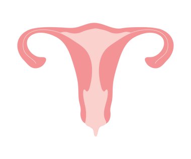 Pembe uterus izole edildi