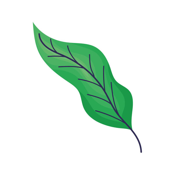 green leaf isolated