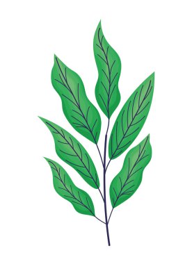 Koyu yeşil yapraklar