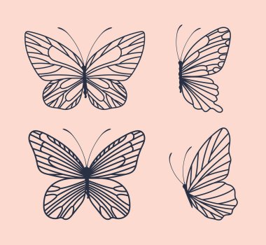 dört sevimli kelebek