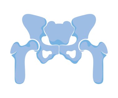 normal pelvis eklemleri