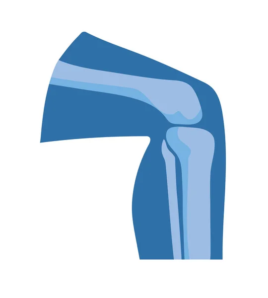 Articulaciones normales de rodilla — Vector de stock