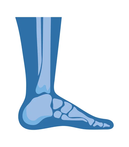 通常の足関節 — ストックベクタ